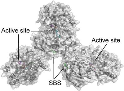 Functional Roles of Starch Binding Domains and Surface Binding Sites in Enzymes Involved in Starch Biosynthesis